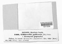 Fusarium roseum image